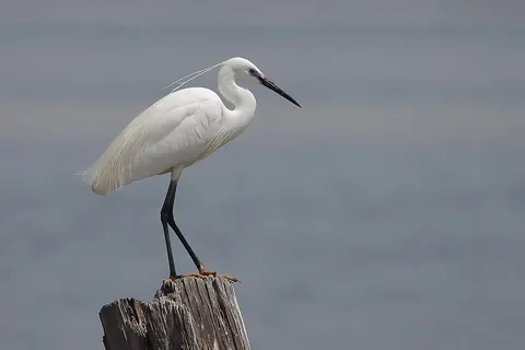 Little egret