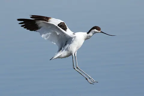 Pied avocet