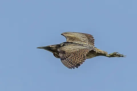 Eurasian bittern
