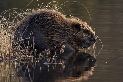 Eurasian beaver