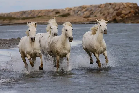 Camargue horse