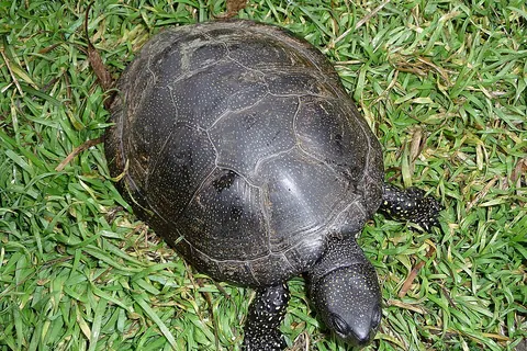 European pond turtle