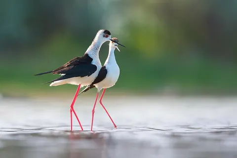 Black-winged stilt