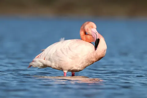 Greater flamingo