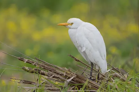 Western cattle egret