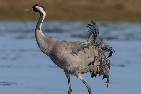 Common crane