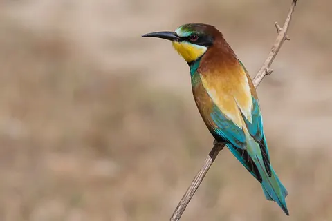 European bee-eater