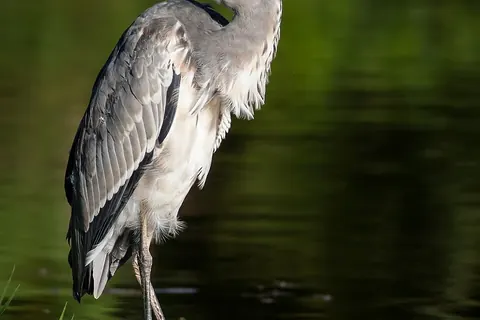 Grey heron