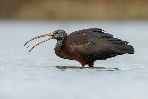 Glossy ibis