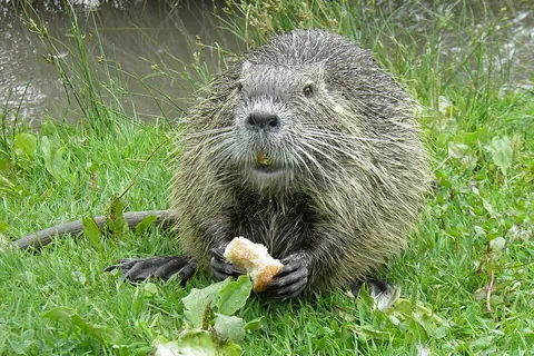 Nutria