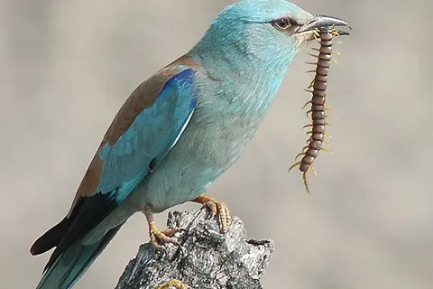 European roller