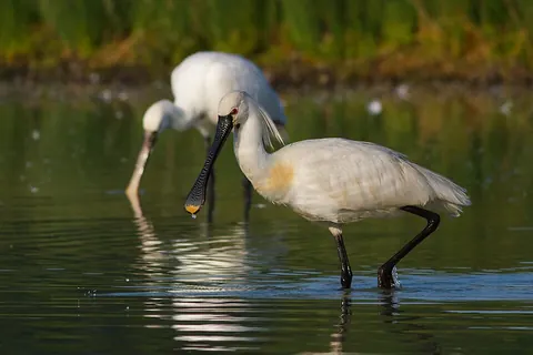 Eurasian spoonbill