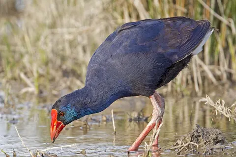 Western swamphen