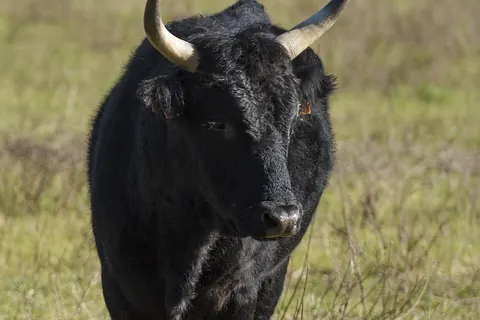 Camargue bull